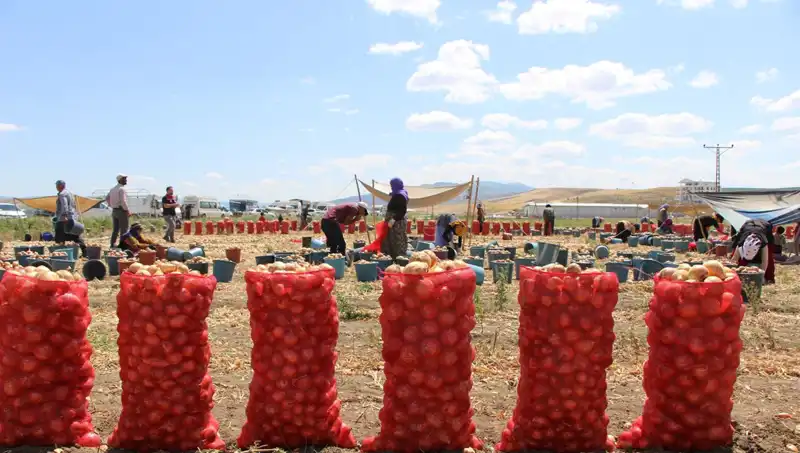 Amasya Elması, Avrupa ve Rusya'yı Fethetti: Tatlılığıyla Dikkat Çekiyor