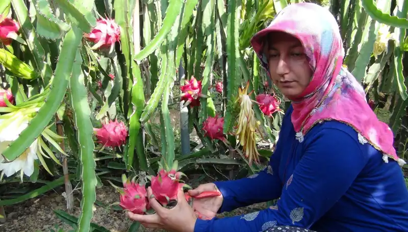 Emekli Olduktan Sonra Pitaya Üretmeye Başlayan Adam: Kilosu 200 TL!