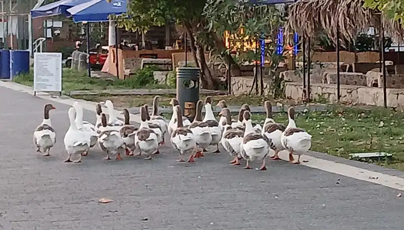Denizde Yüzme Keyfi, Kümeste Son Buldu: Kazların Ölümü Şok Etti