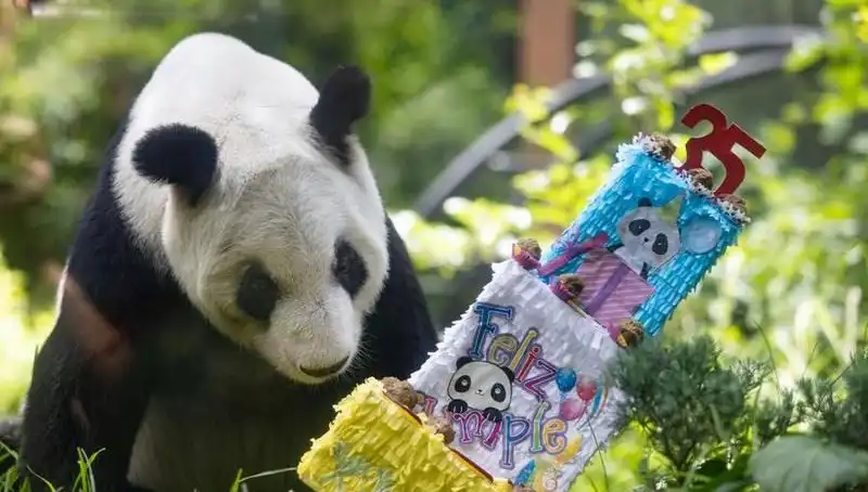 Dev Panda Xin Xin, 35. Doğum Gününde Büyüleyici Kutlama Gerçekleştirdi