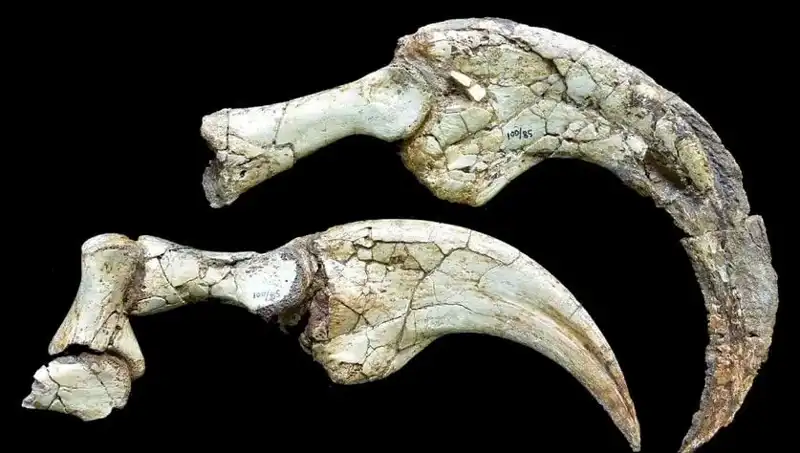 Gobi Çölü’ndeki Dinozor Keşfi: İki Parmaklı Yeni Tür Dünyayı Şaşırttı