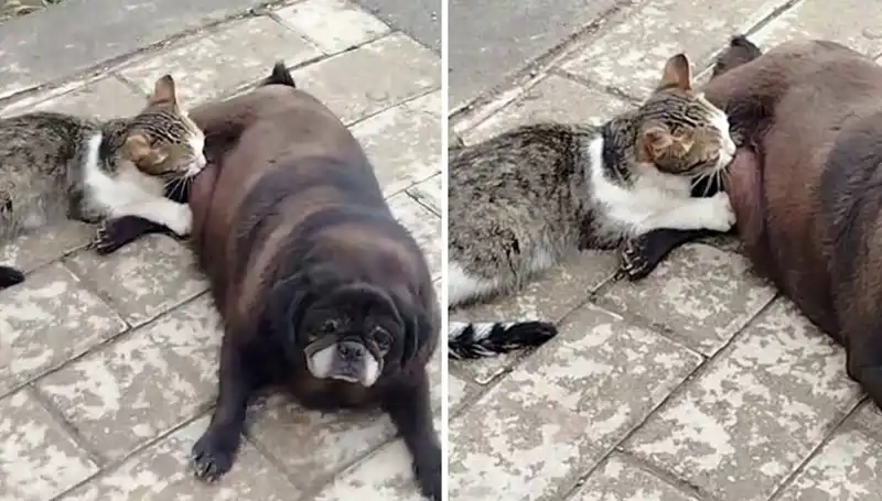 Erzurum Sokaklarında Görülen Sıra Dışı An: Köpek, Kediyi Emziriyor!