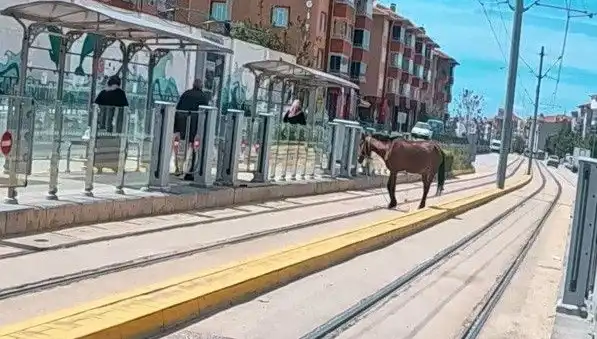 Eskişehir'de Tramvay Raylarında Başına Boş At Düşündürdü: Nasıl Oldu?