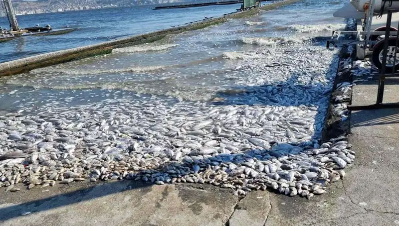 İzmir Körfezi'nde Temizlik Seferberliği: Sıfır Atık Hedefiyle Çalışmalar Başladı