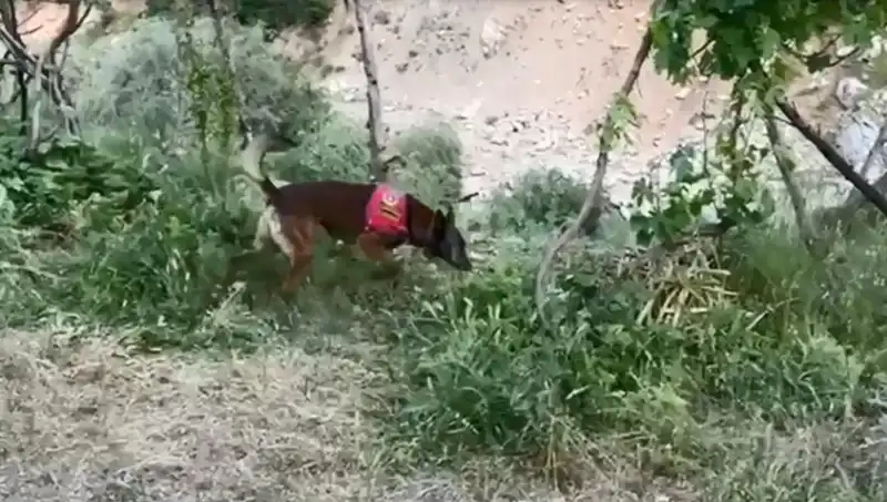 Dere Kenarına Gizlenen Esrar, Dedektör Köpekle Bulundu!
