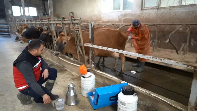 Türkiye'de İlk Kez Uygulanan Jersey Sperması ile Hayvancılıkta Yeni Dönem