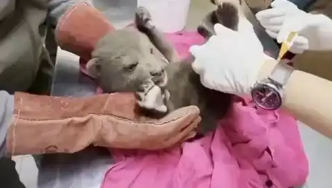 Karabük'te Yavru Bozayı Bulundu: Doğa Koruma Ekipleri Çalışmalara Başladı
