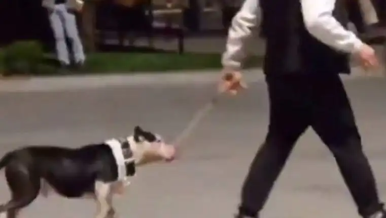 Ağızlıksız Pitbull, Diğer Köpeklere Saldırdı: Sahibine Para Cezası Uygulandı