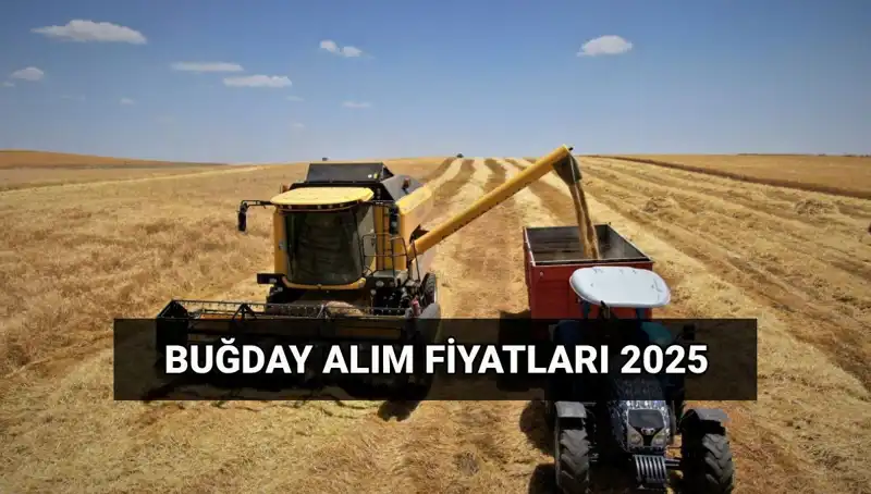 Hububat Alım Fiyatları ve Ödemeleri: 2025'te Ne Olacak?