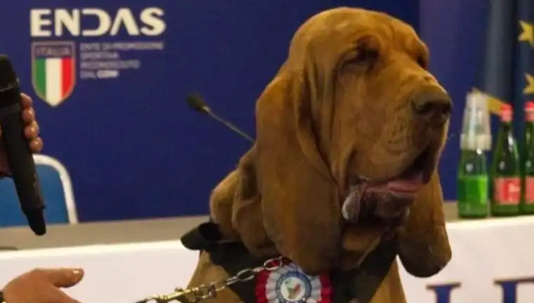 Arama Köpeğine Suikast: Çivili Sosisle Öldürülen Kahraman Köpeğin Trajik Hikayesi