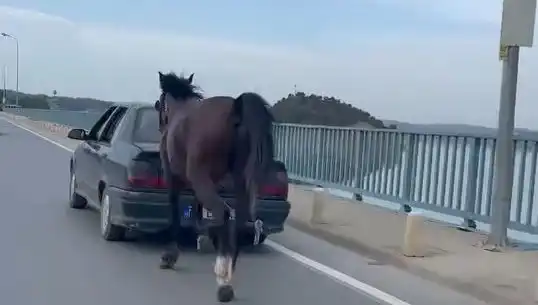 Adana'da At Eziyetine Son: Sahibi Tutuklandı!