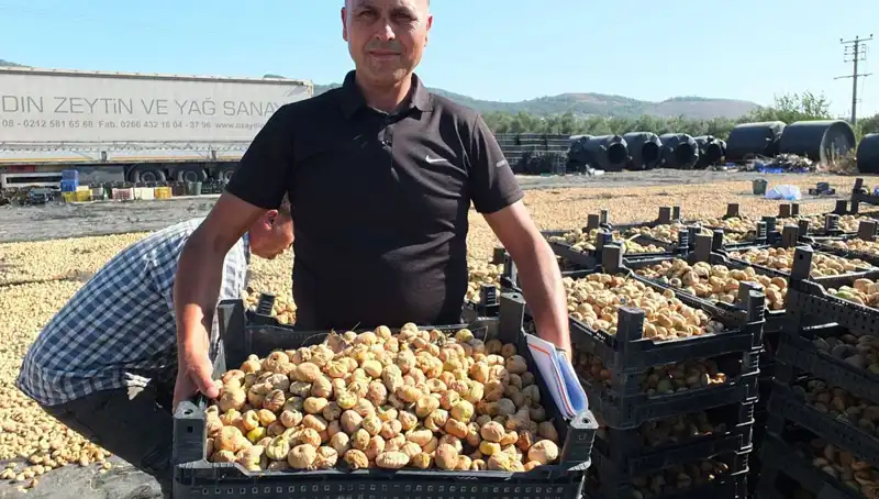 Balıkesir'de Hasat Sezonu: Çin ve Rusya'ya İhracat Heyecanı