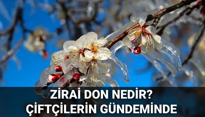 Zirai Don Uyarısı: Çiftçileri Bekleyen Tehlike ve Çözüm Önerileri