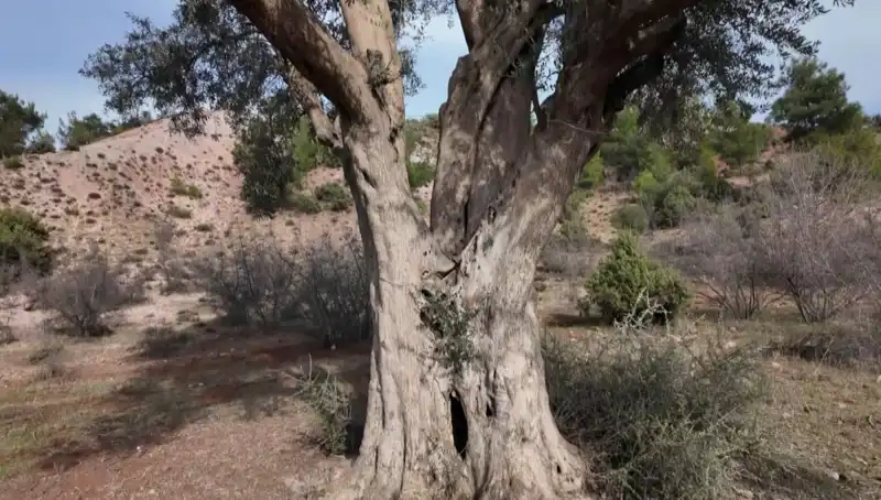 800 Yıllık Zeytin Ağacı: Tarihin Dört Mevsiminde Yaşayan Efsane